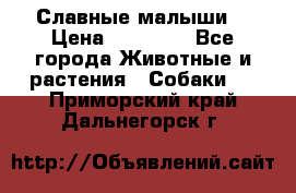 Славные малыши! › Цена ­ 10 000 - Все города Животные и растения » Собаки   . Приморский край,Дальнегорск г.